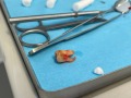 Stáž našich dentálních hygienistek